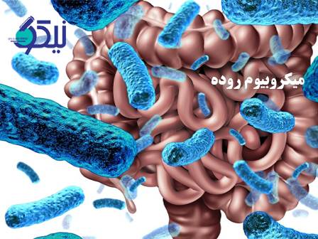 میکروبیوم روده و ارتباط آن با سلامت روان و جسم