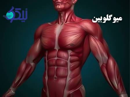 آزمایش میوگلوبین؛ شاخص سریع برای آسیب عضلانی و سکته قلبی