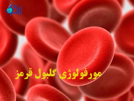 مورفولوژی گلبولهای قرمز